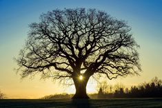 the sun is setting behind a large tree