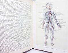 an open book showing the anatomy of the body and its major vessels, including the circulators