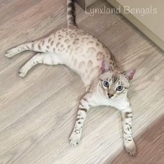 a cat laying on the floor with its eyes wide open