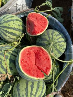 watermelons are in a basket on the ground