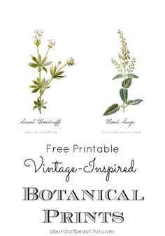 three different types of plants with the words free printable vintage - inspired botanical prints