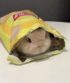 a small rodent in a bag on a white table with it's head sticking out