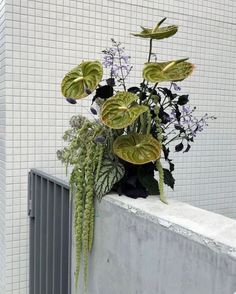 there is a plant that is on the ledge