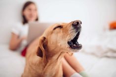 a dog yawns while sitting on the bed with its owner in the background