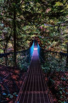 a suspension bridge in the middle of a forest with lots of trees on both sides