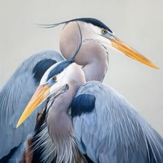 size: 24x24in Stretched Canvas Print: Harmony by James Corwin : painting, animals, wildlife, birds, herons, great blue herons Heron Art, Shore Birds, Painting Birds, Diy Projektit, Water Birds, Watercolor Birds, Great Blue Heron, Bird Paintings, Shorebirds