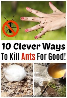 the top 10 clever ways to kill ants for good in your garden or yard, and how to get rid from them