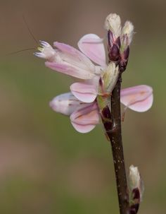 Malaysian Orchid, Orchid Mantis, Beautiful Insects, Cool Bugs, A Bug's Life, Beautiful Bugs, Praying Mantis, Creepy Crawlies, Arthropods