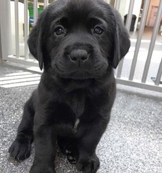 a black puppy sitting in front of a metal gate and looking up at the camera