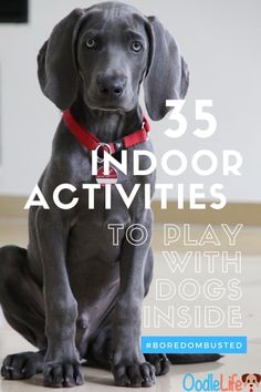 a dog sitting on the floor with text overlay that reads 35 indoor activities to play with dogs inside