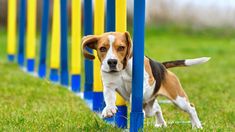 a brown and white dog standing next to blue poles