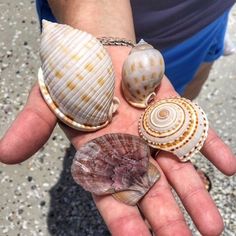 several seashells are being held in the palm of someone's hand,