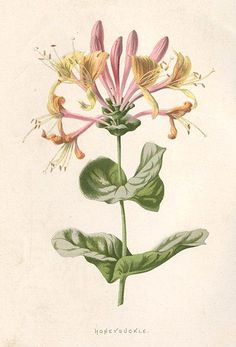 Honeysuckle Tattoo, Honeysuckle Plant, Honeysuckle Flower, Flower Art Print, Vintage Botanical Prints, Flower Prints Art, Botanical Drawings, Plant Illustration, Botanical Flowers