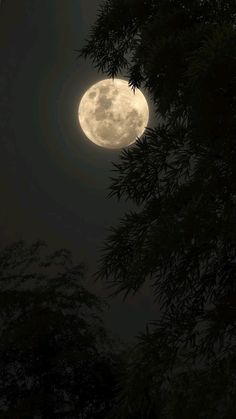 the full moon is seen through some trees