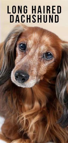 a long haired dachshund sitting on the floor with its head turned to the side