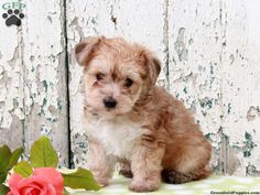 a small brown and white dog sitting next to a pink rose on top of a table