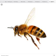 a close up of a bee on a white background