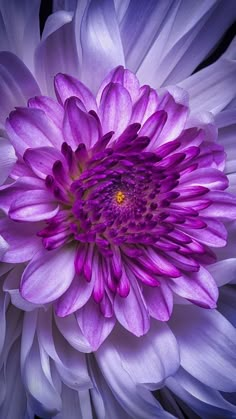 purple and white flower with yellow center in close up