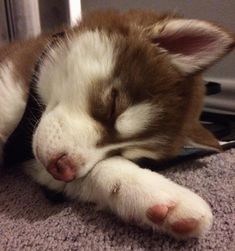 a brown and white puppy sleeping on top of a rug