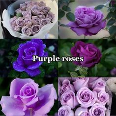 purple roses are shown in four different pictures, with the words purple roses above them