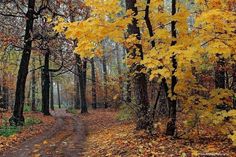 a dirt road surrounded by trees with yellow leaves