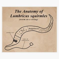 the anatomy of lumbricius squirmis drawn on a string with caption