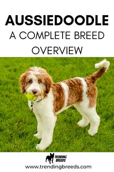 a dog standing in the grass with a tennis ball in its mouth and text reading aussie doodle a complete breed overview