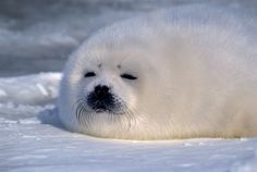 a white seal laying on top of snow covered ground