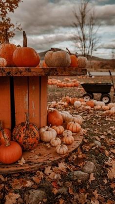 100+ Fall Aesthetic Ideas 51 Idea Wallpapers , iPhone Wallpapers Pumpkin Season Aesthetic, Autumn Pumpkin Aesthetic, Spooky Autumn Aesthetic, Fall Halloween Aesthetic Wallpaper, Fall Pumpkin Wallpaper, Fall Pumpkin Background, Autumn Aesthetic Pumpkin, Halloween Autumn Aesthetic, Spooky Season Aesthetic