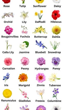 the different types of flowers are shown in this image, with each flower's name on