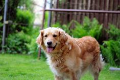 a brown dog standing on top of a lush green field