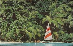 there is a sailboat on the water in front of some palm trees and bushes