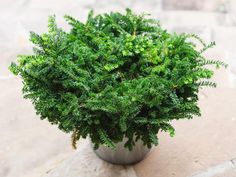 a potted plant sitting on top of a stone floor