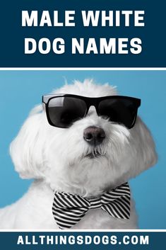 a white dog wearing sunglasses and a bow tie with the words male white dog names