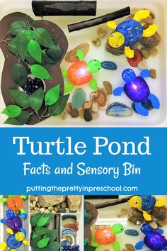 Easy to sert up, nature-based tutle pond sensory bin. Pond Sensory Bin, Pond Sensory, Turtle Facts, Turtle Pond, Easy Activities, Creepy Crawlies, Sensory Bin, Water Play