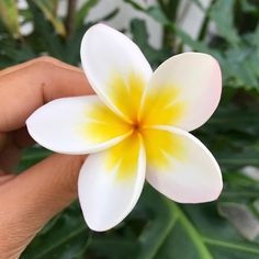 Leilani Flower Drawing, Frangipani Tattoo, Yellow Plumeria, Pretty Flowers Pictures, Lotus Flower Pictures, Hawaiian Plumeria, Fiesta Tropical, Plumeria Flowers, Flower Therapy