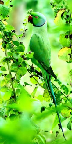 a green bird sitting on top of a tree branch in a forest filled with leaves