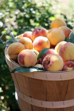 a basket filled with lots of ripe peaches on top of a wooden table next to bushes