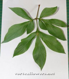 a green leaf laying on top of a piece of paper