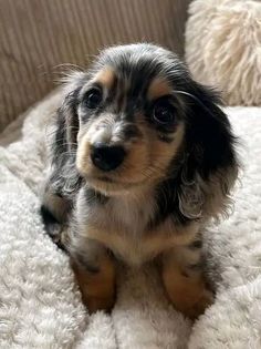 a small dog sitting on top of a white blanket