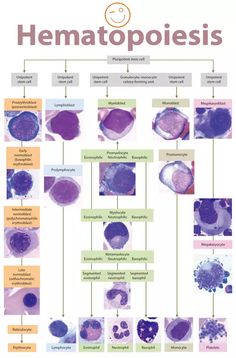 a diagram showing the different types of hematopoies