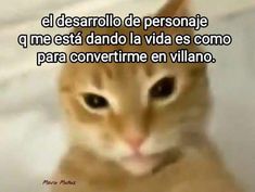 an orange cat sitting on top of a bed next to a white sheet with the words, el desarrolo de persona