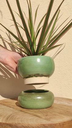 a person holding a plant in a green pot on top of a wooden table next to a wall