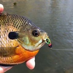 a person holding a small fish in their left hand and fishing on the other hand