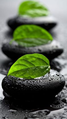 three black stones with green leaves on them and water droplets around them in the foreground