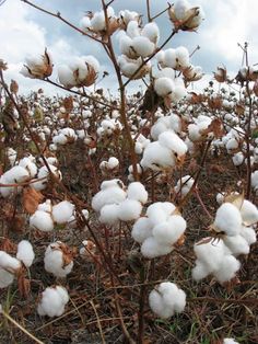 cotton growing in a field on a cloudy day