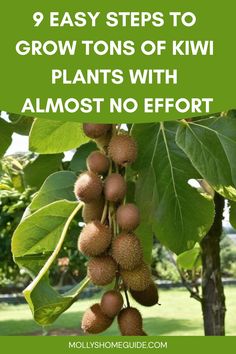 some fruit hanging from a tree with the words 9 easy steps to grow tons of kiwi plants with almost no effort