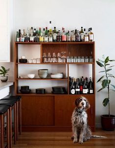 a dog sitting on the floor in front of a bar with liquor bottles and glasses