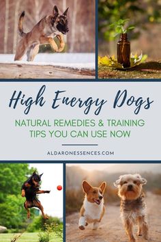 four pictures with the words high energy dogs natural remedies and training tips you can use now