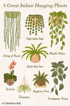 an illustrated guide to indoor hanging plants